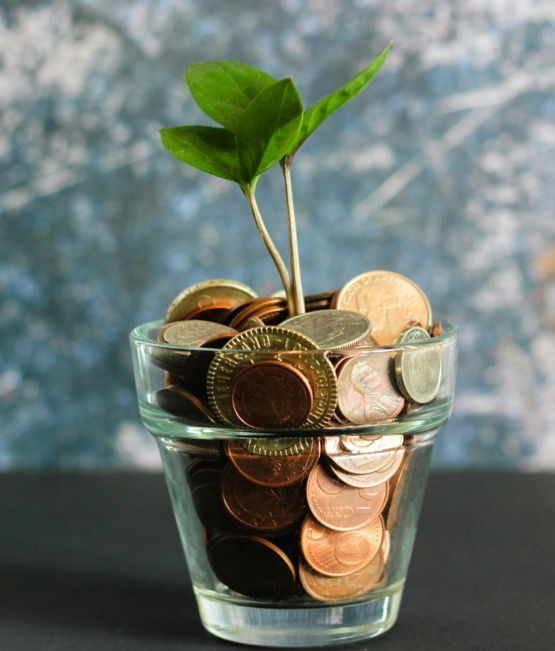 green plant in clear glass vase
